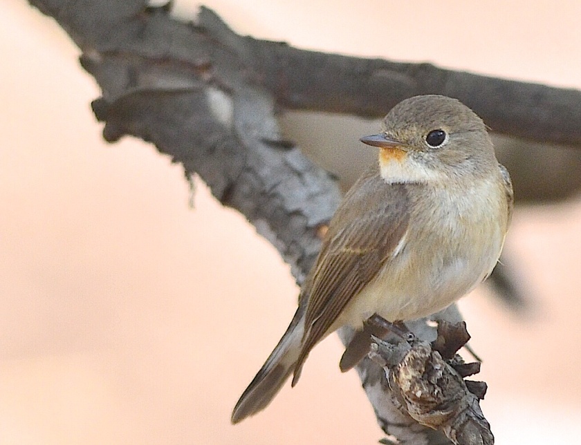 A brown flycatcher at the Lodge